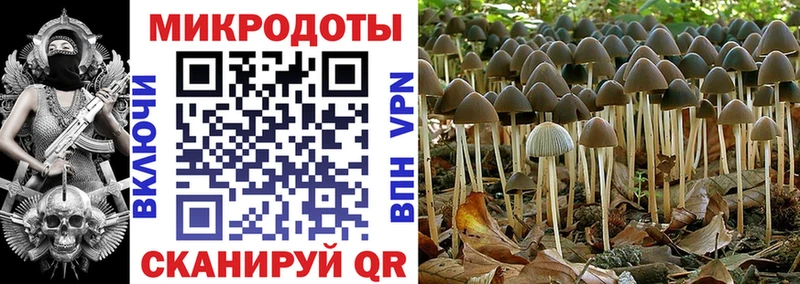 площадка формула  Хвалынск  Псилоцибиновые грибы мухоморы 